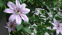DSC03976.webp