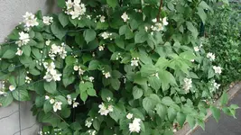 DSC03991.webp