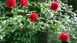 DSC04002.webp