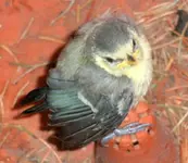 vogel1.webp