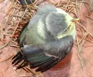 vogel2.webp