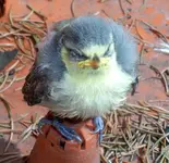 vogel3.webp