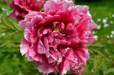 DSC_7760_Pfingstrose.webp