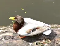 DSC_7697 braune Stockente.webp