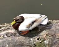 DSC_7698 braune Stockente.webp