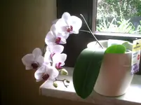 PIC00408.webp