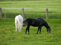 Black % White_164.webp