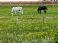 Black % White_186.webp