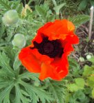 DSC02762 - 2012-05-21- papaver.JPG