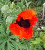 DSC02762 - 2012-05-21- papaver.webp