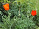 DSC02763 - 2012-05-21 - erste papaver-blüten.JPG