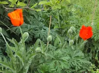 DSC02763 - 2012-05-21 - erste papaver-blüten.webp