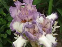 009.webp