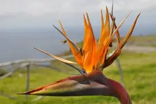 Madeira-2010-0394.webp