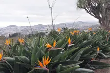 Madeira-2010-0514.webp