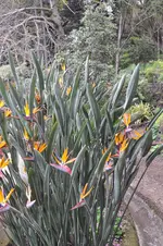 Madeira-2010-0520.webp