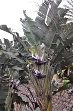 Madeira-2010-0534.webp