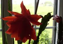 STA40161.webp