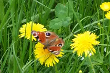 2012_0521Frühling0024.webp