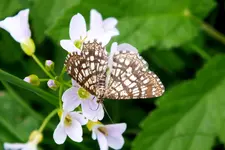 2012_0521Frühling0027 schmetterling.webp