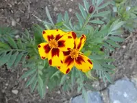 Tagetes.webp