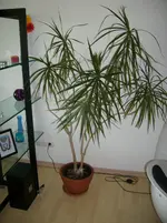 DSCI0089.webp