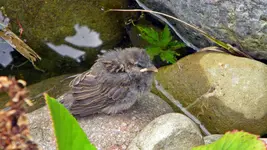 DSCN2867.webp