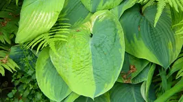 DSCN2883.webp