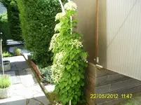 Kletterpfl.9.webp