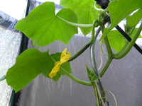 SDC12125.webp