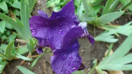 5475.webp