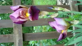 4119.webp