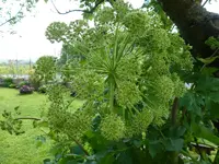Blüte der Engelwurz.webp