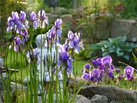 Symphonie in Blue (1).webp