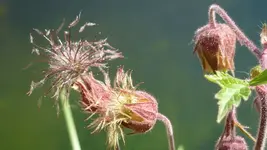 Teichpflanze.webp
