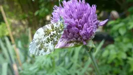 Kugellauch mit Gast.webp
