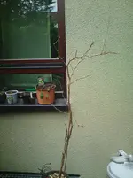 ABCD0015.webp