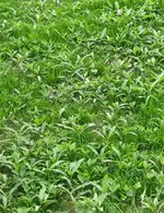 Rasen 001.webp