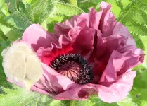 Mohnblüte.webp