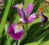Irisblüte.webp