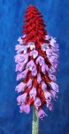 Primula vialii.jpg