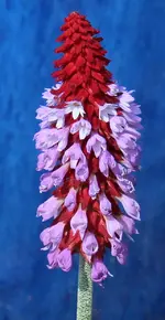 Primula vialii.webp