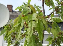Kirschbaum, 22.05.12.webp