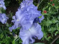 030.webp