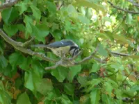 SANY2135.webp