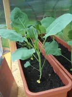 Romanesco.webp