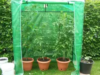 Tomatenhaus.webp