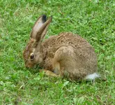 hasi1.webp