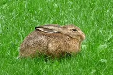 hasi2.webp