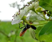 Liebeesgeflüster im Weißdorn_132.webp